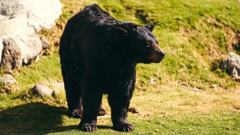 Willians Huerta/Pexels