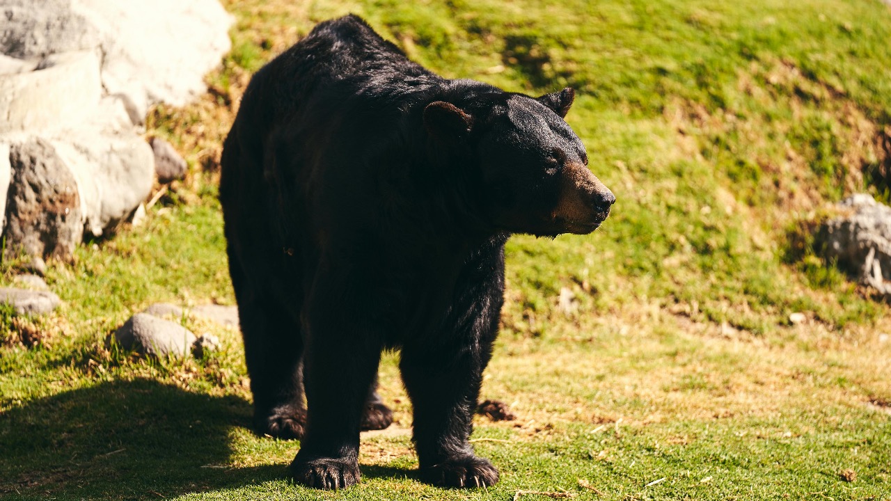 Willians Huerta/Pexels