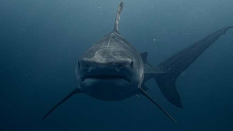 Daniel Torobekov/Pexels