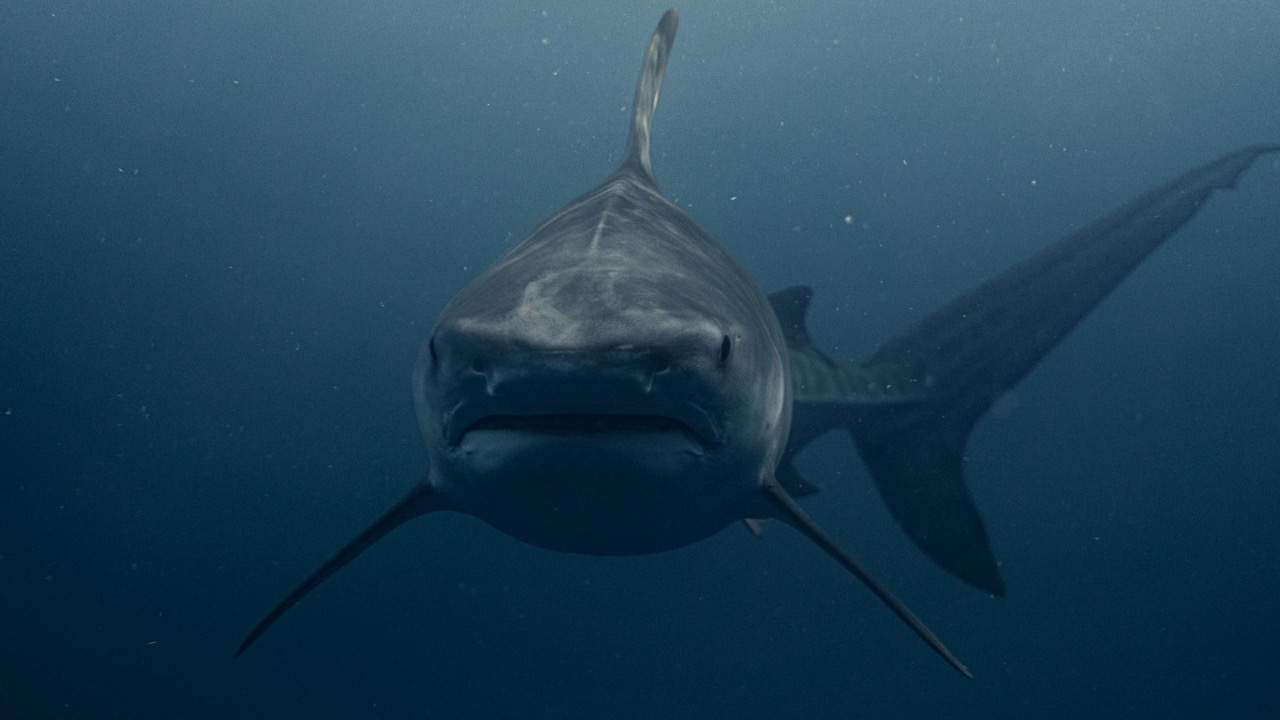 Daniel Torobekov/Pexels