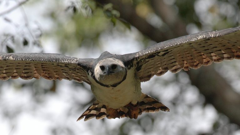 Image Credit: Mdf - CC BY-SA 3.0/Wiki Commons