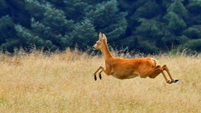 Image Credit: Dr Richard Murray - CC BY-SA 2.0/Wiki Commons