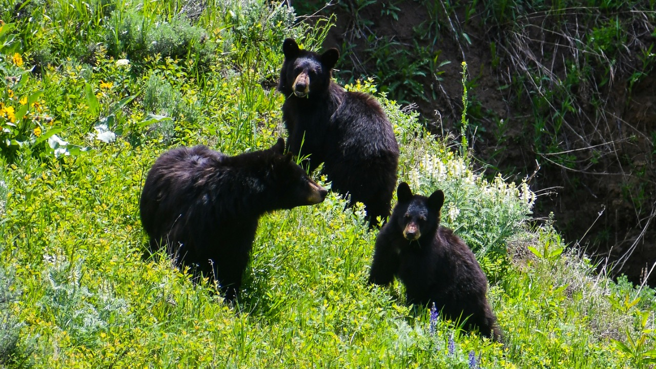 jackcharles/Unsplash