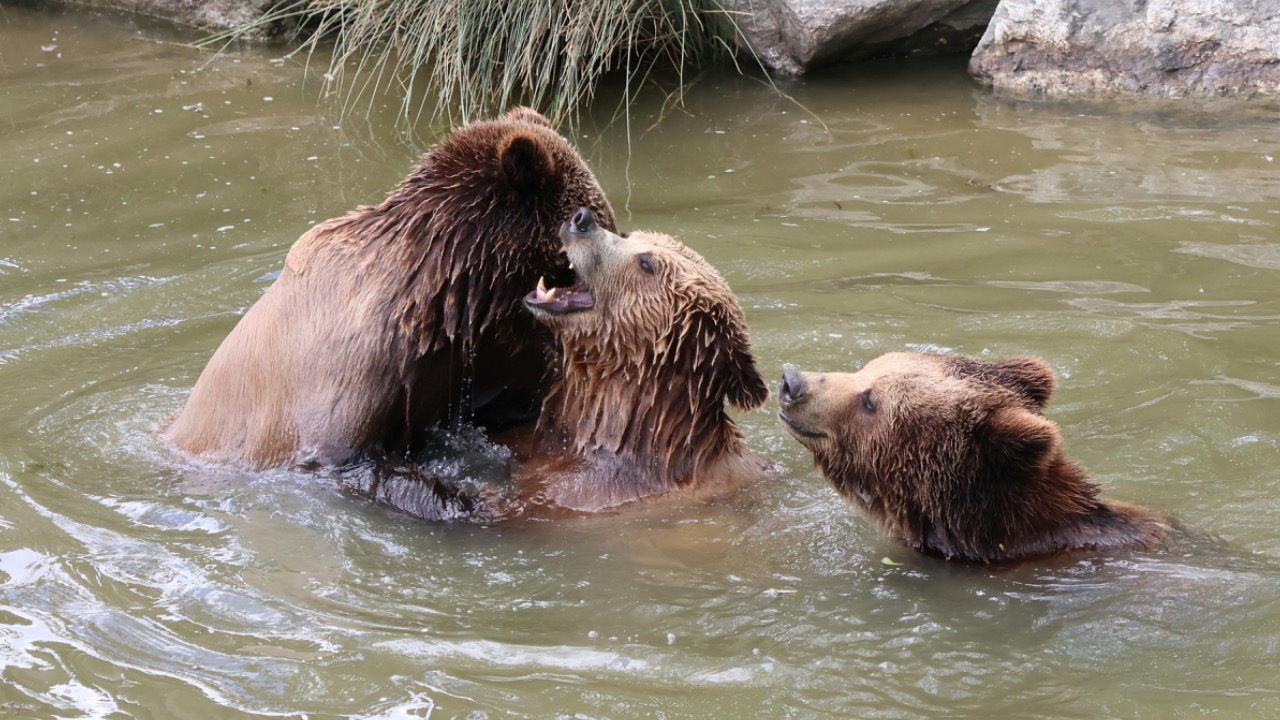 arnaud audoin/Pexels