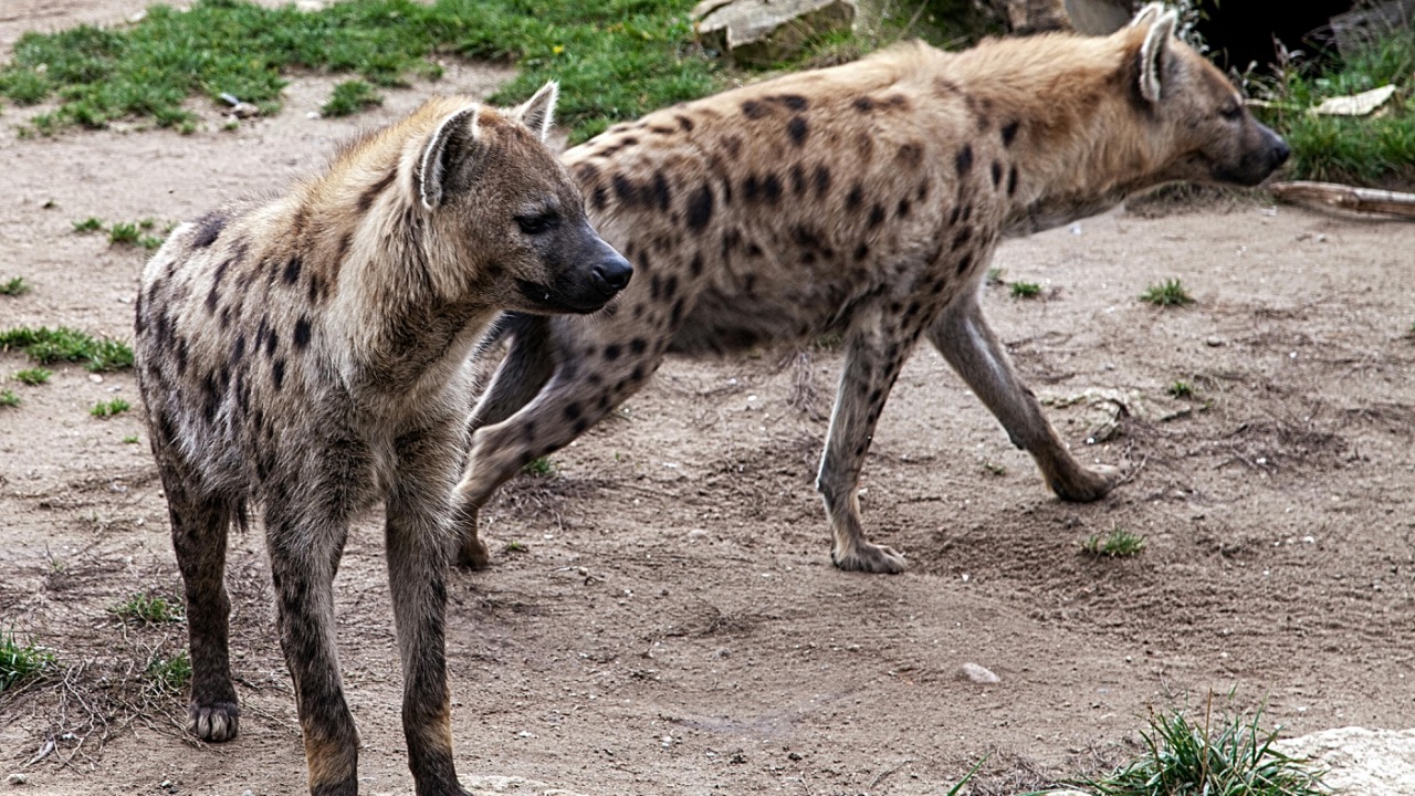 Antonio Friedemann/Pexels