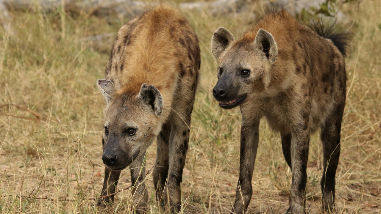 Elize Bezuidenhout/Pexels