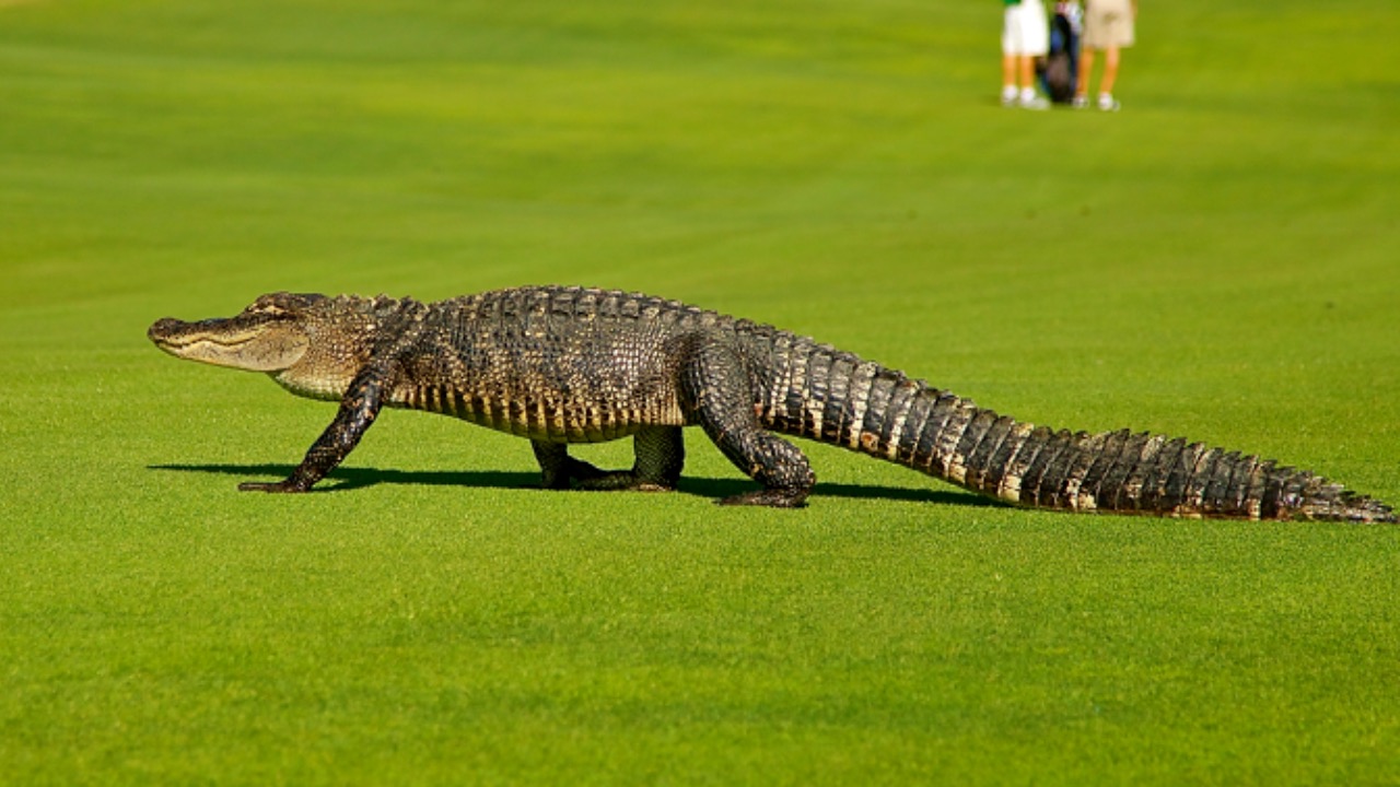 Image Credit: Cliff N - Public domain/Wiki Commons