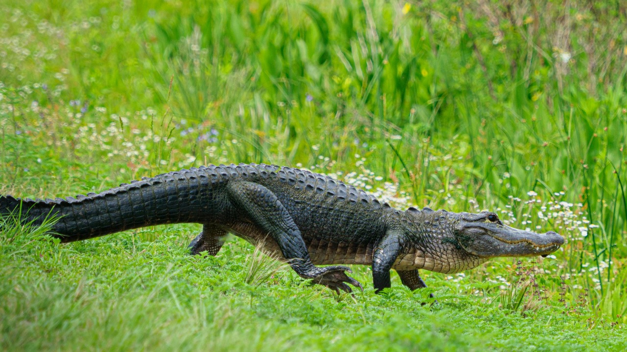 Dirk Schuneman/Pexels