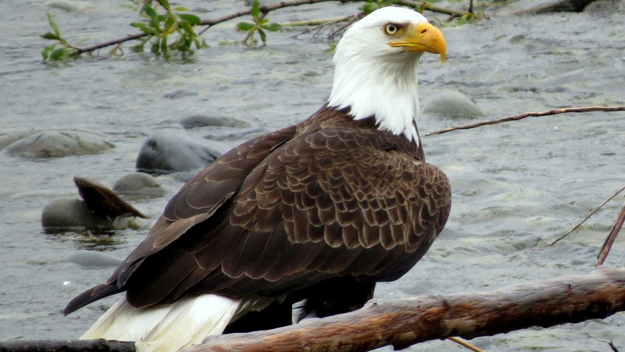 michaeljerrard/Unsplash