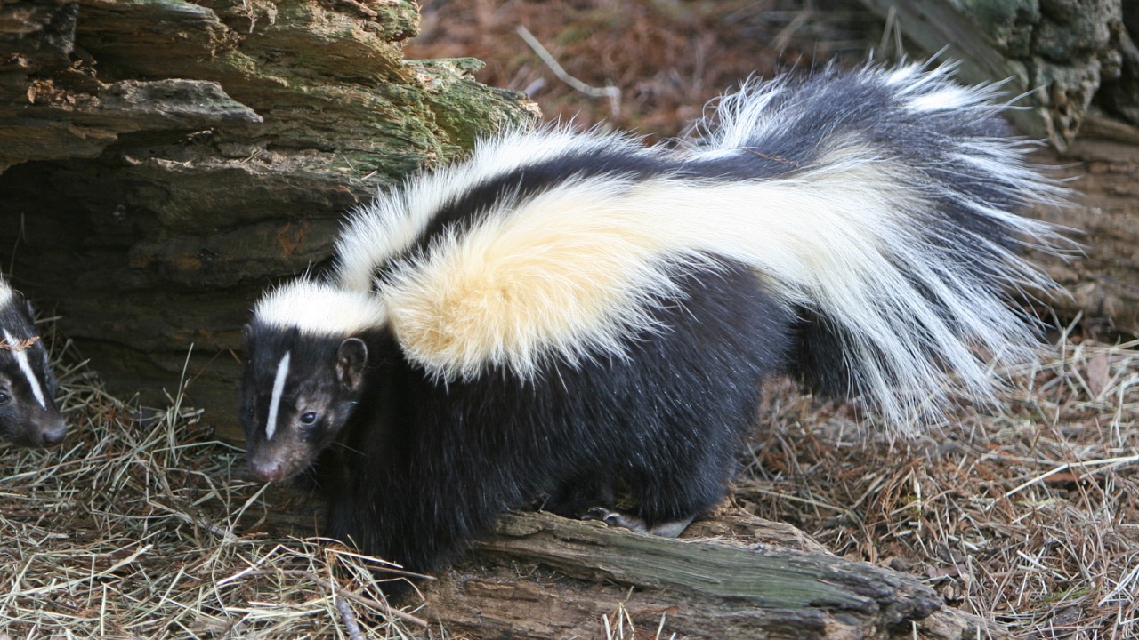 Image Credit: http://www.birdphotos.com - CC BY 3.0/Wiki Commons