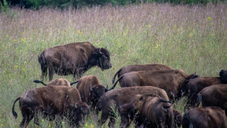 Andrew Patrick Photo/Pexels