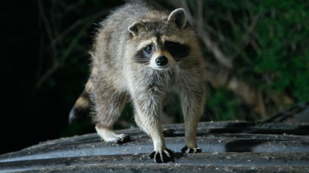 Andrew Patrick Photo/Pexels