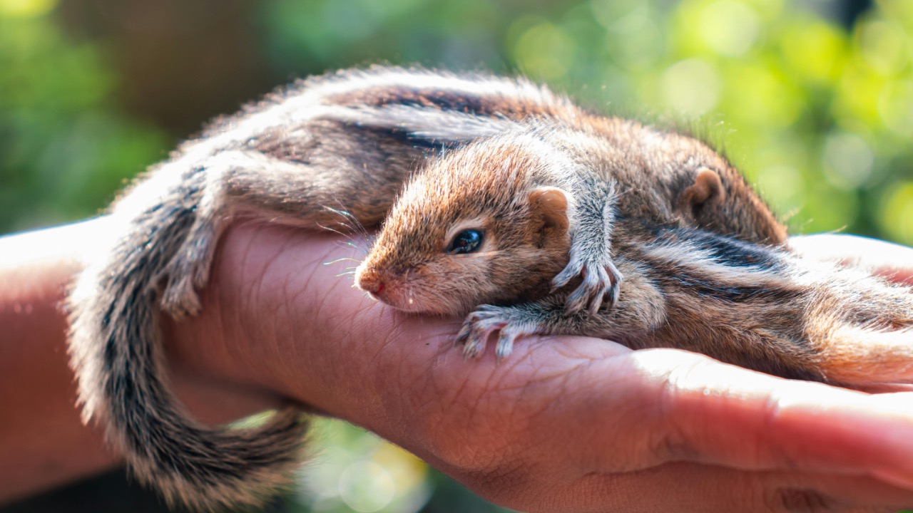 Nilanka Sampath/Pexels