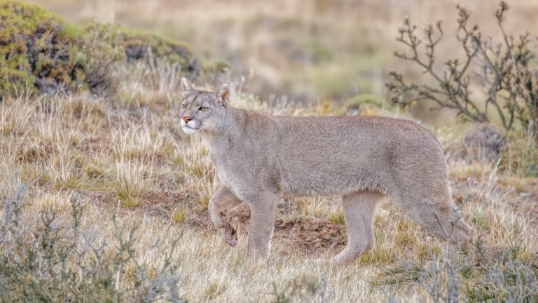 Image Credit: Charles J. Sharp - CC BY-SA 4.0/Wiki Commons