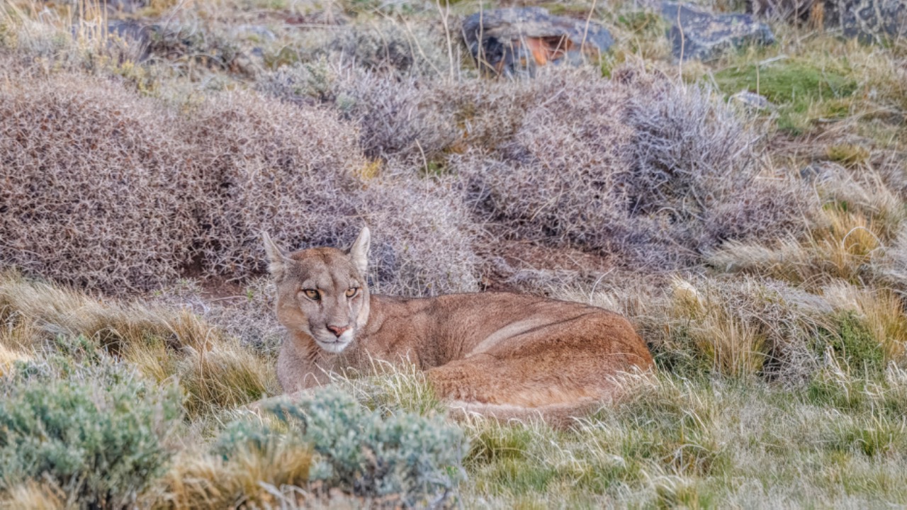 Image Credit: Charles J. Sharp - CC BY-SA 4.0/Wiki Commons