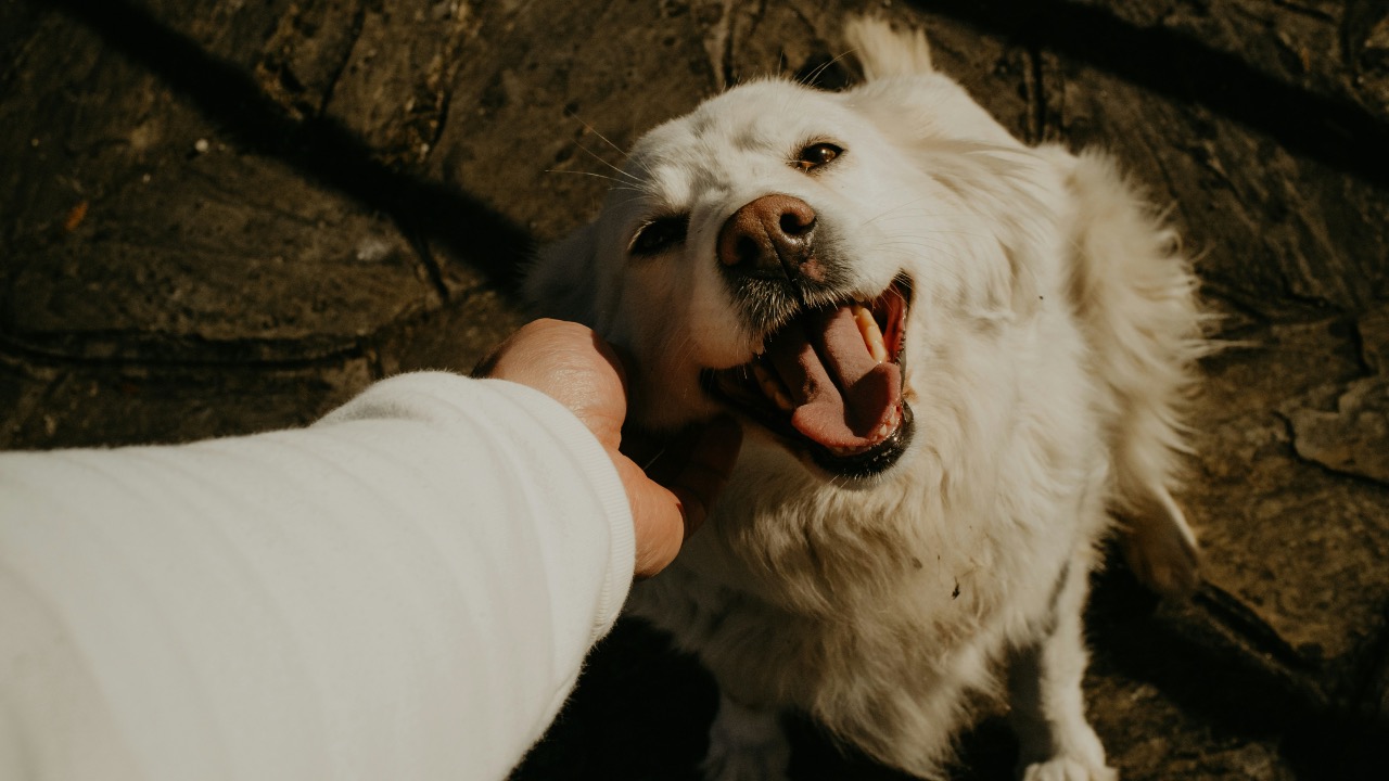 avidal_pics/Unsplash