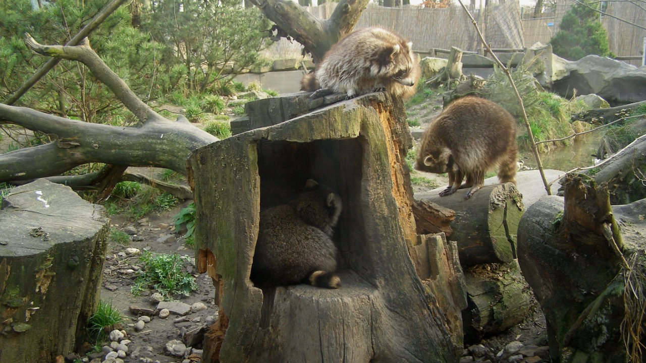 Image Credit: Erich Ferdinand from germany - CC BY 2.0/Wiki Commons