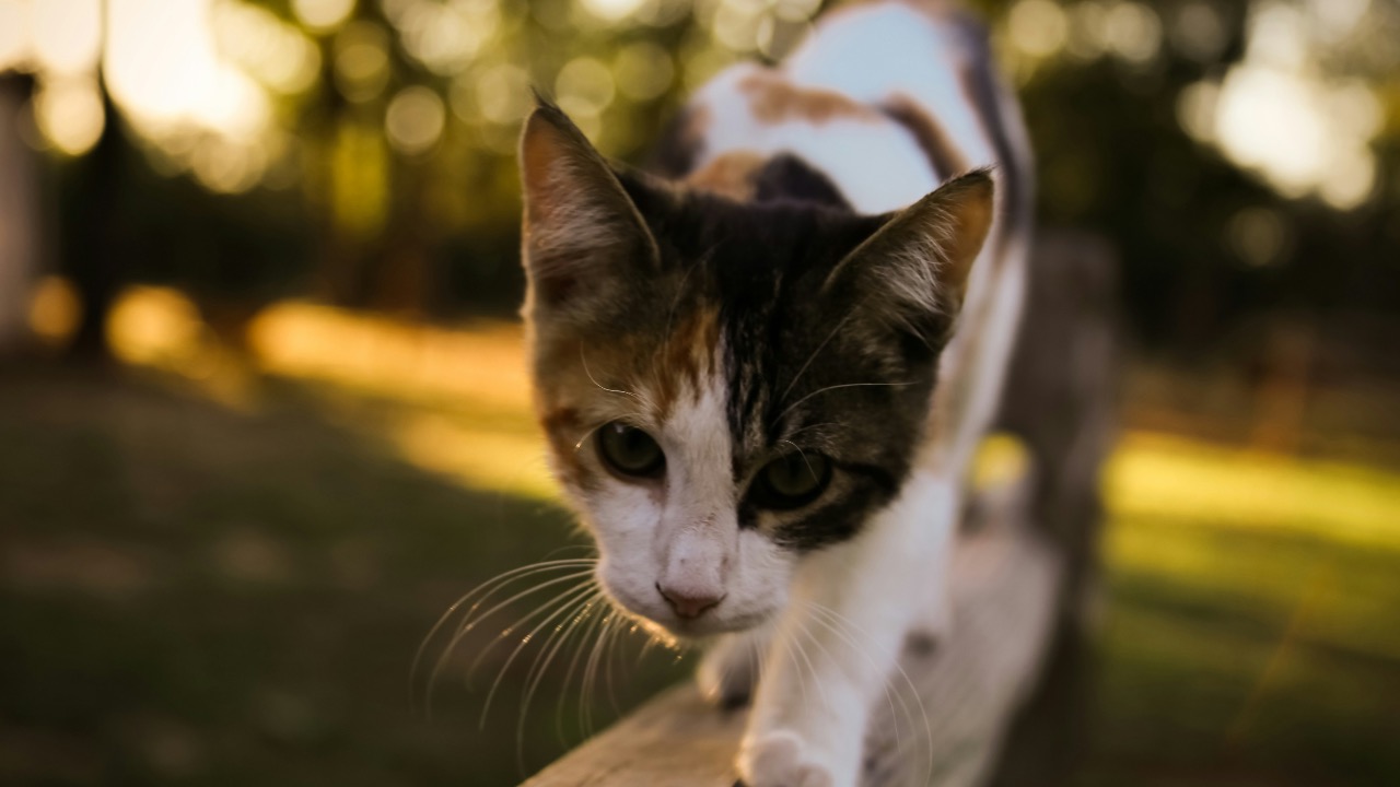 luketittley/Unsplash