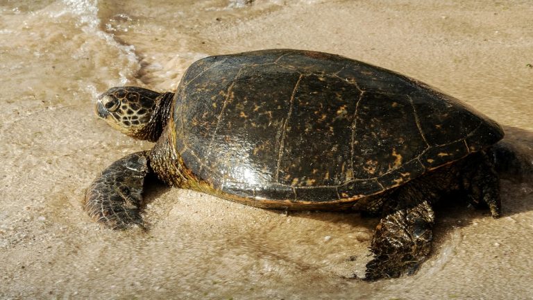 Damien Schnorhk/Pexels