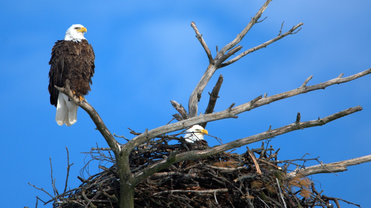 Thomas Shockey/Pexels