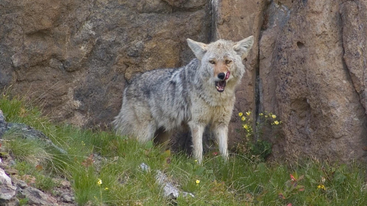 Annee Mchughes/Pexels