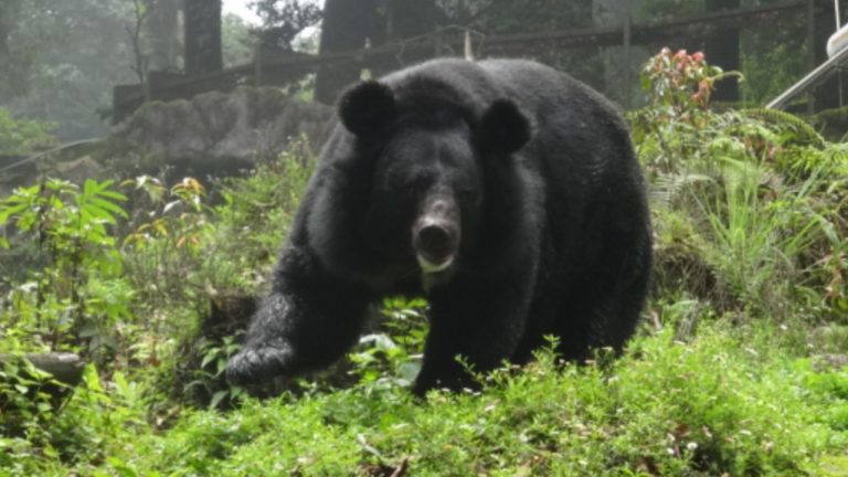 Image Credit: Hiteshrocks146 – CC BY-SA 4.0/Wiki Commons