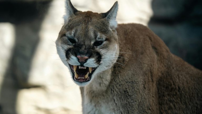 Caleb Falkenhagen/Pexels