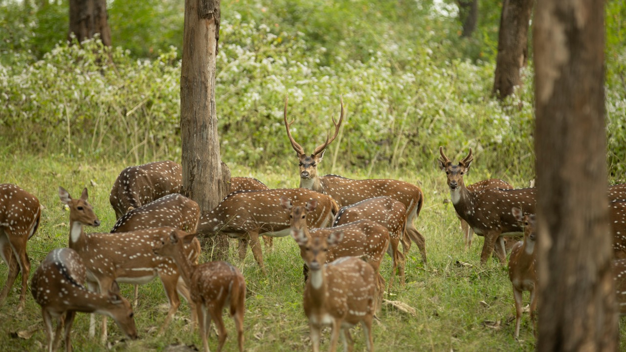 nis_ vagabond/Pexels