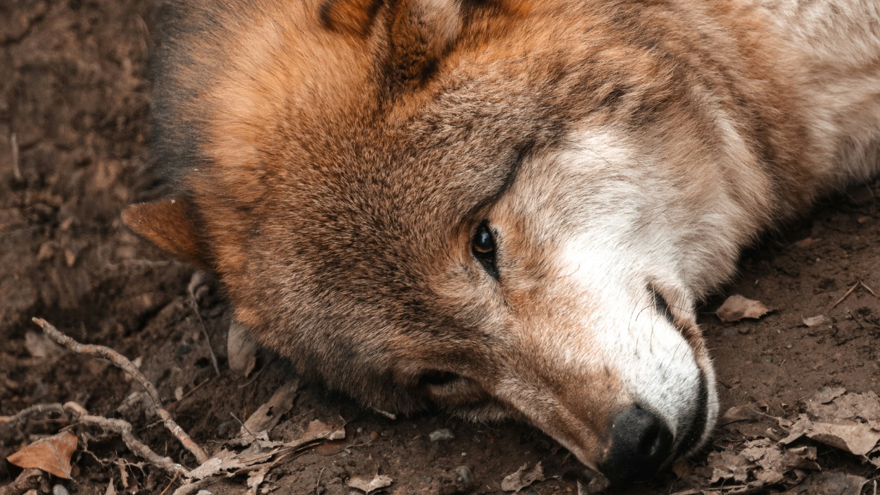 janoschphotos/Unsplash