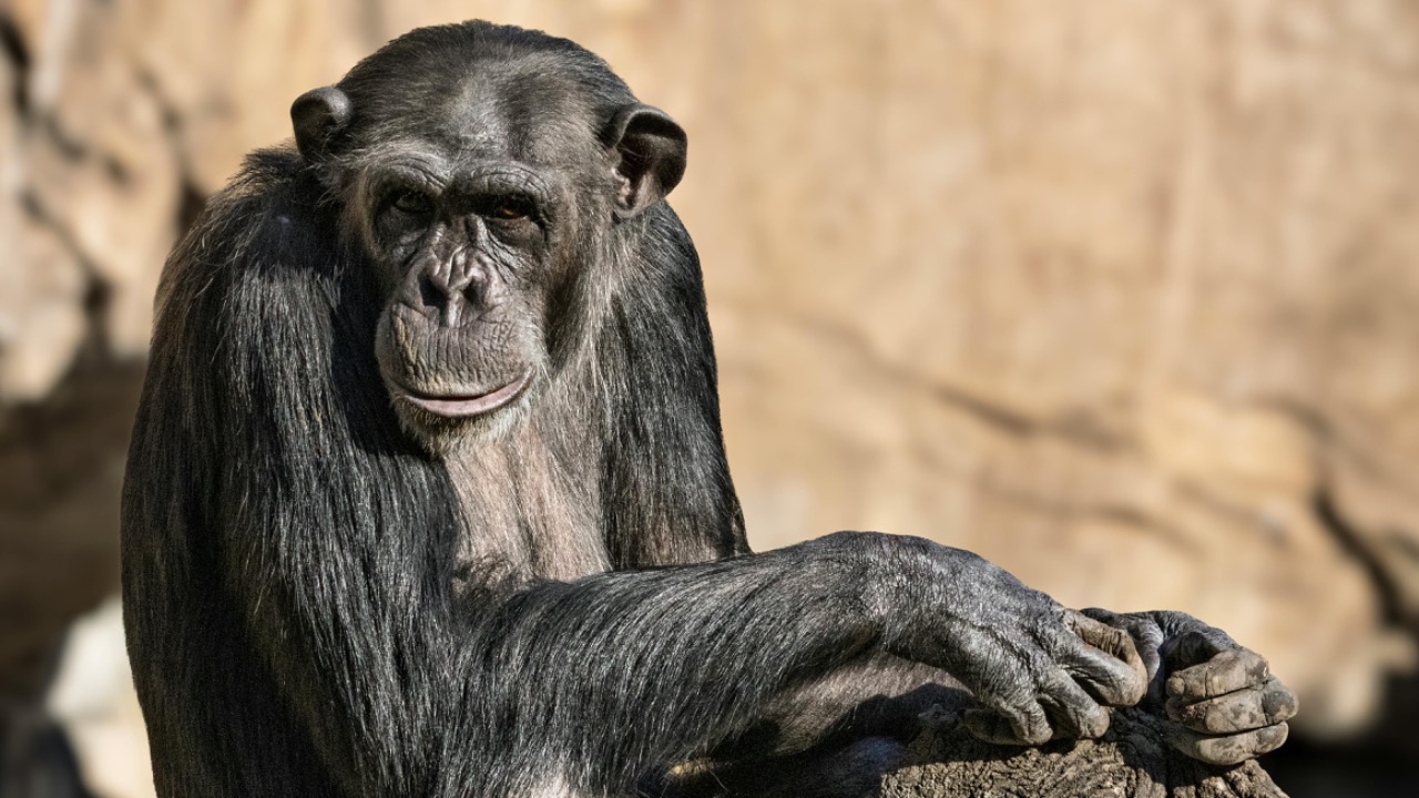 Guerrero De la Luz/Pexels