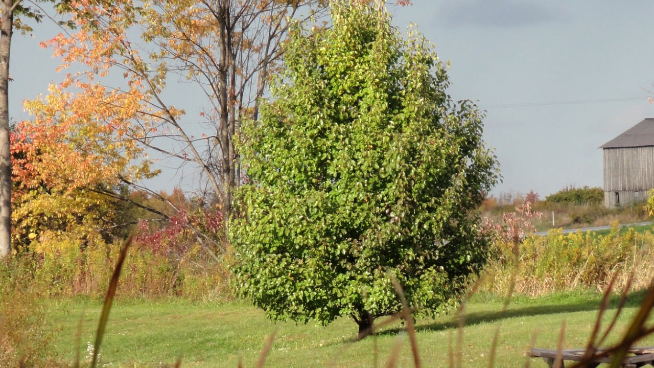 Image Credit: R. A. Nonenmacher - CC BY-SA 4.0/Wiki Commons