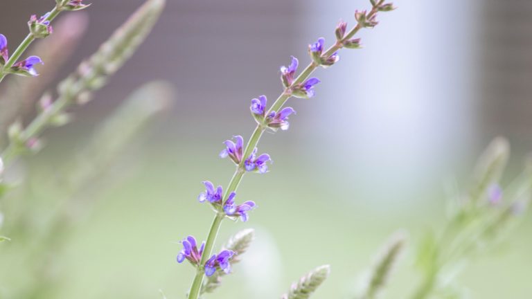 lisoglazka/Unsplash