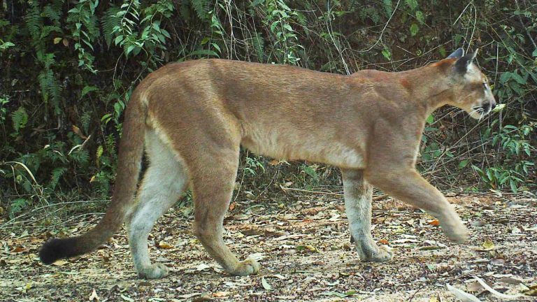 Image Credit: Richard Hatakeyama - CC BY-SA 4.0/Wiki Commons