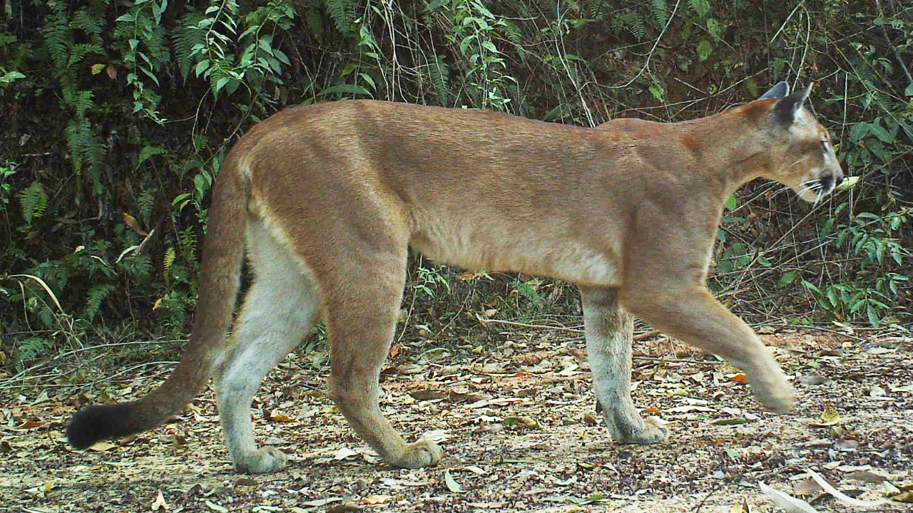 Image Credit: Richard Hatakeyama - CC BY-SA 4.0/Wiki Commons