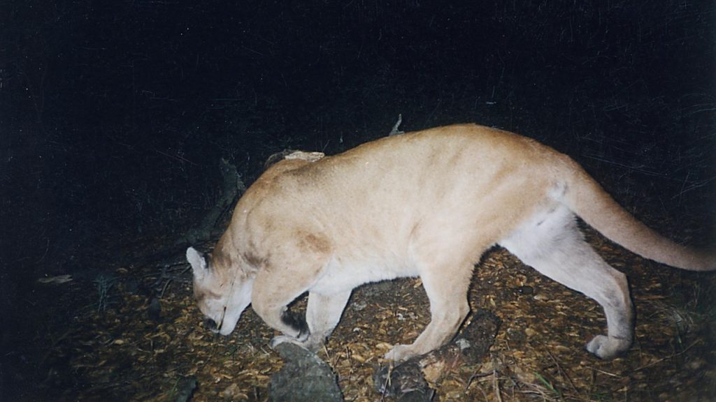 Image Credit: Santa Monica Mountains National Recreation Area - Public domain/Wiki Commons