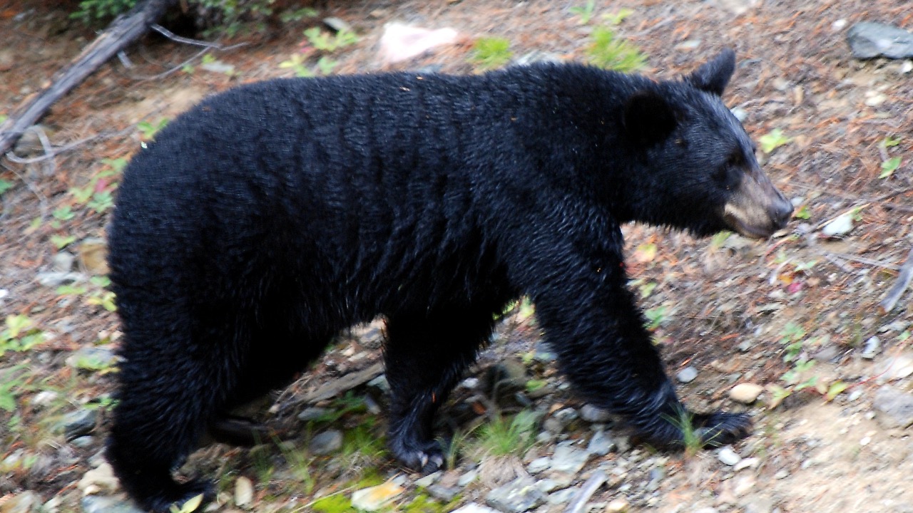 Image Credit: HBarrison - CC BY-SA 2.0/Wiki Commons