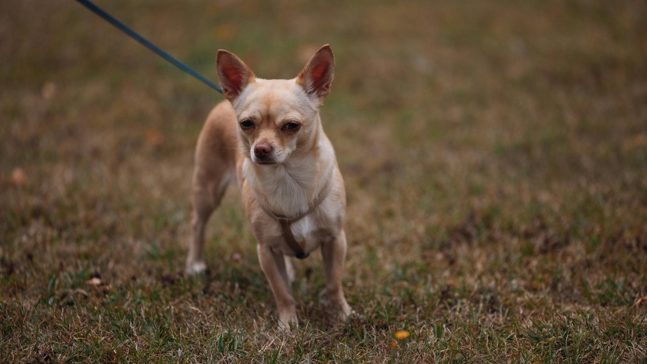 Ludovic Delot/Pexels