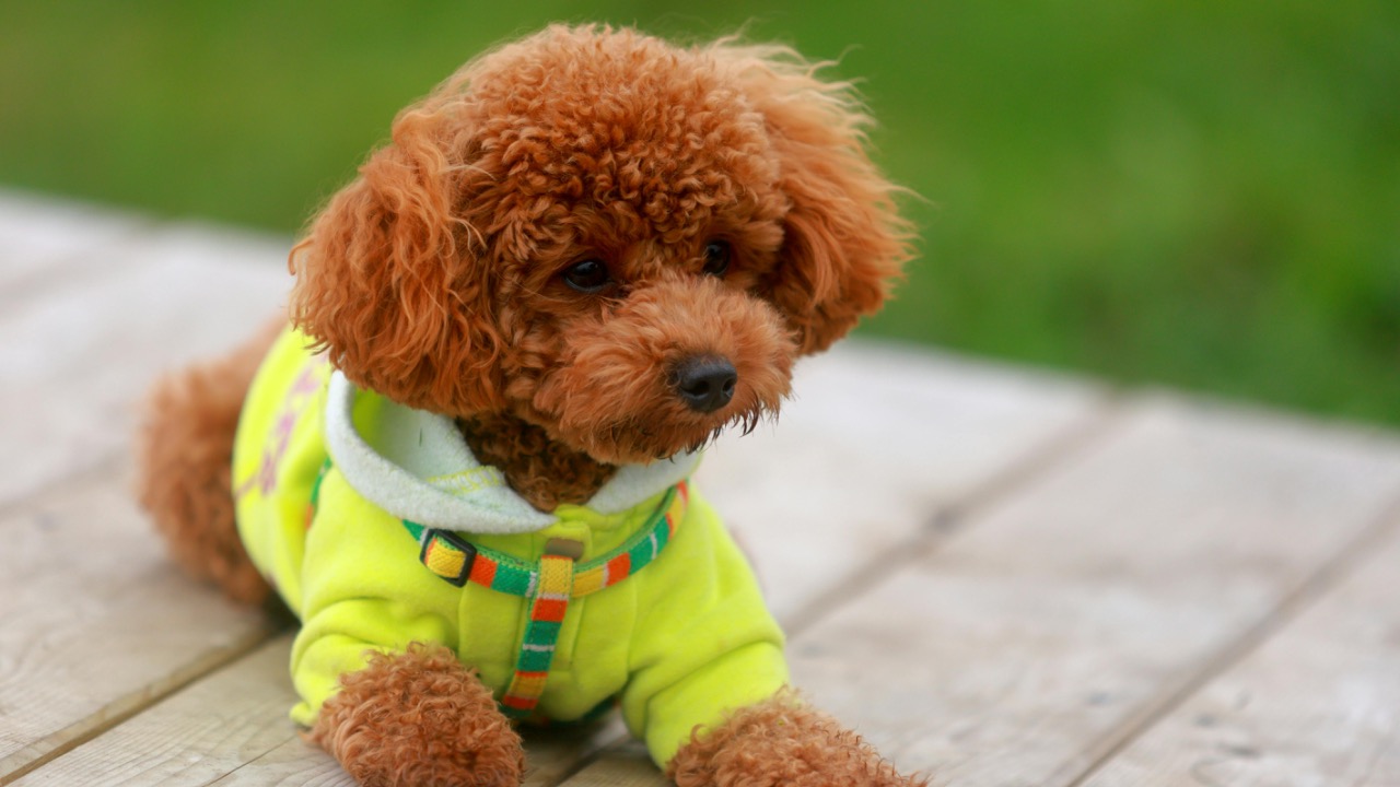 Koji Kikuhara/Pexels