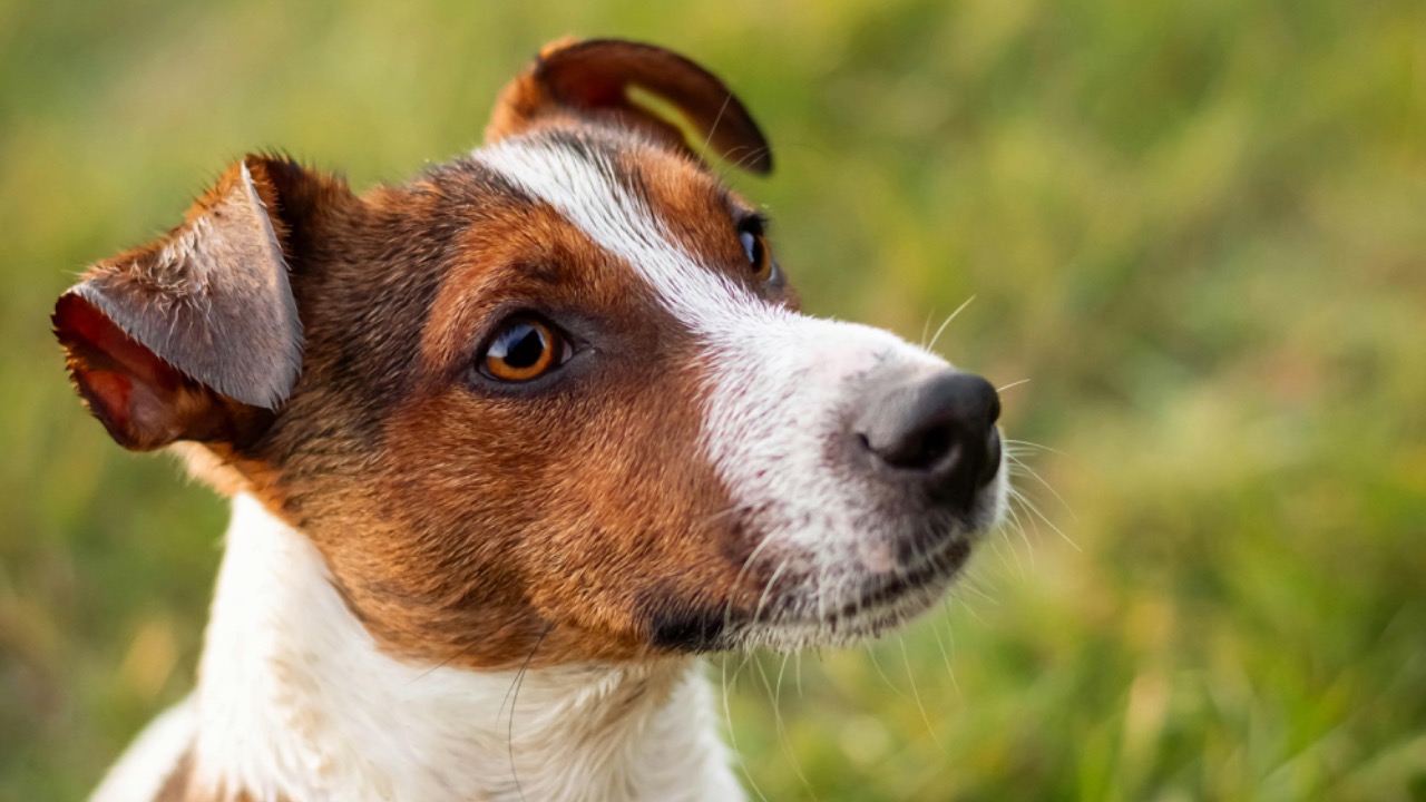 Edyttka Stawiarska/Pexels
