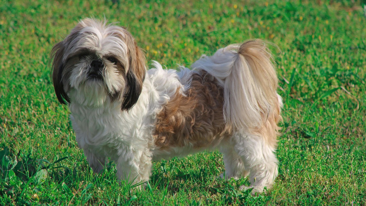 Meral YALÇIN/Pexels