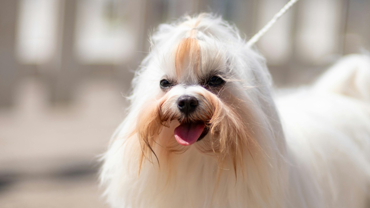 Mladen Šćekić/Pexels