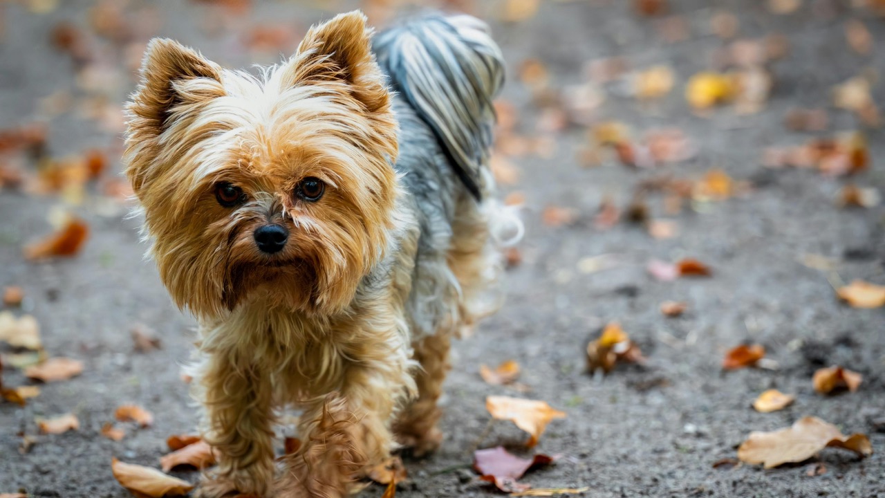 Gundula Vogel/Pexels