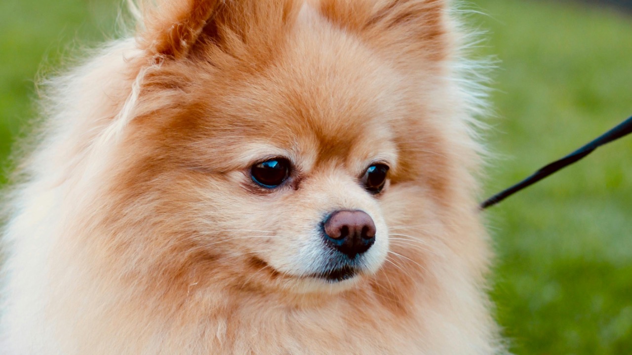 Irene Schneider/Pexels