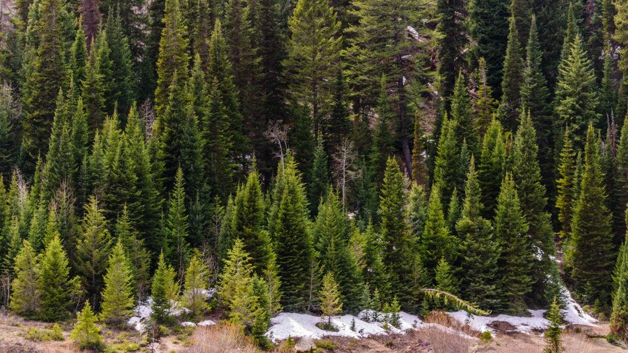 Matthew Montrone/Pexels