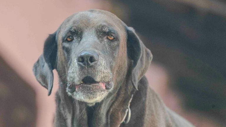 Rajesh S Balouria/Pexels