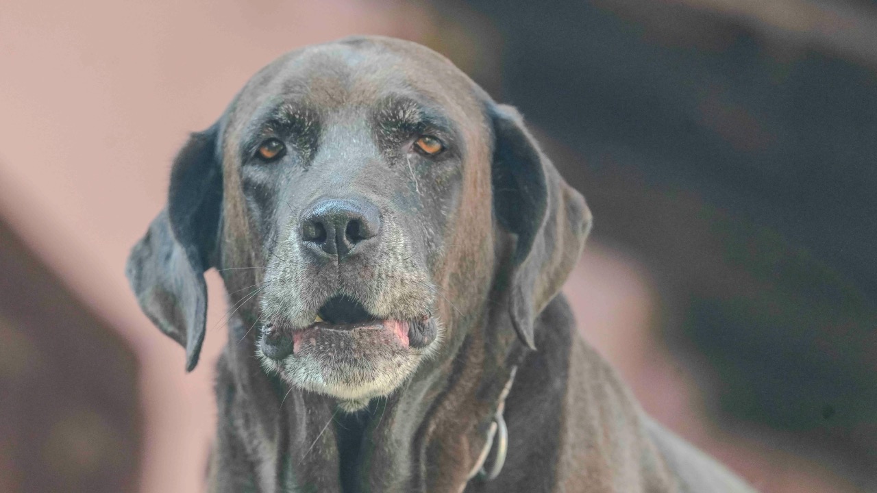 Rajesh S Balouria/Pexels