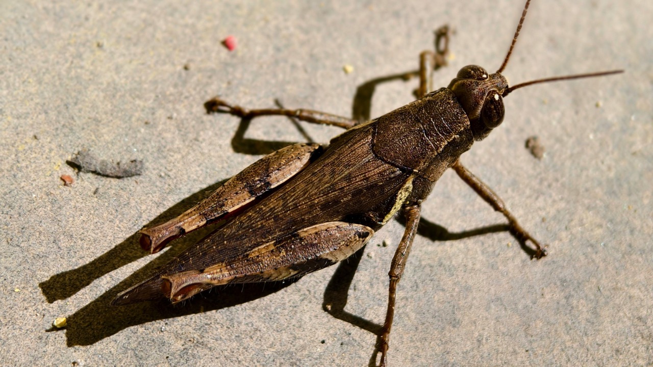 SANJAY SHARMA/Pexels