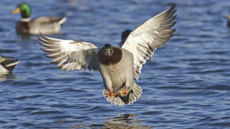 Drought Conditions Continue to Impact Waterfowl Migration in Key Flyways