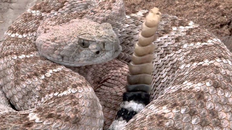 Third Hiker Dies Amid Unusual Surge in Snakebites in California
