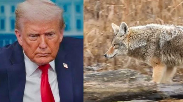 Trump administration authorises use of cyanide bombs to kill wildlife on public lands